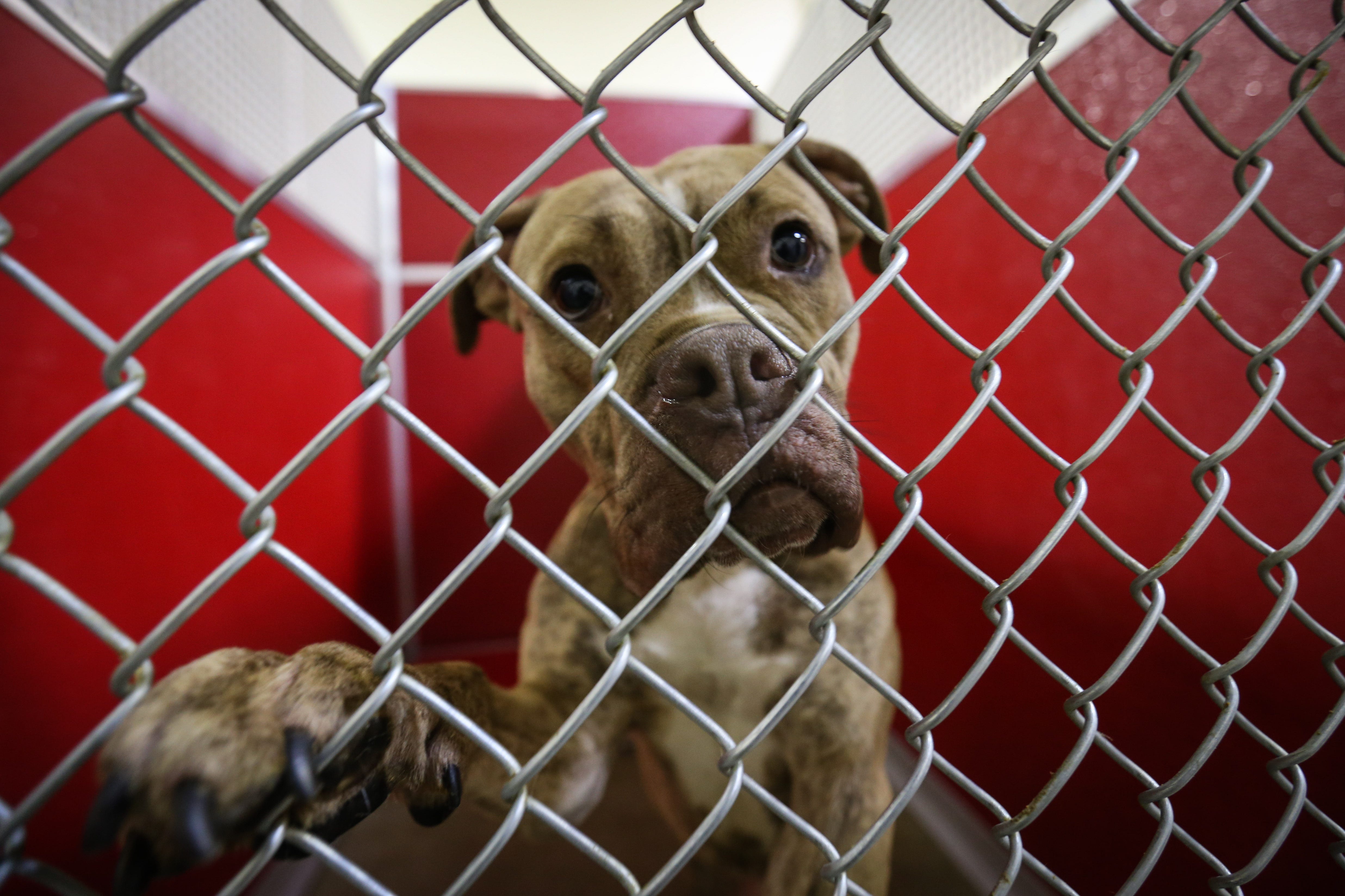 kent county spca dogs for adoption